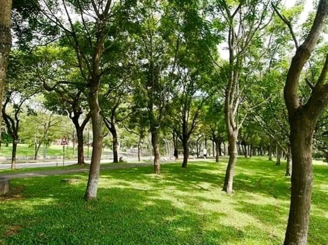 暨南校園內的步道上微風輕拂、櫻花隨風搖曳彷彿置身歐洲莊園般浪漫