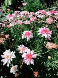 A Garden Above the Clouds: Cameron Highland Flora Park