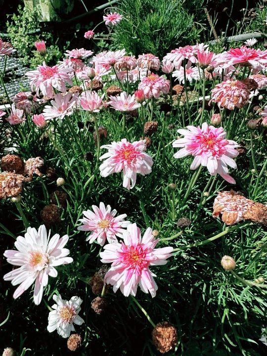 A Garden Above the Clouds: Cameron Highland Flora Park