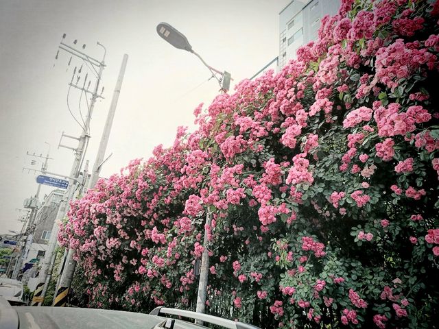🌹✨【首爾隱藏版玫瑰牆❣️延南洞必去打卡點】✨🌹