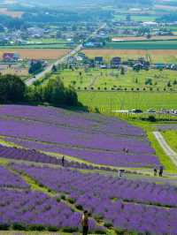 🎯【北海道・ファーム富田（富良野）】香りを運ぶラベンダー畑、丘の風がやさしい