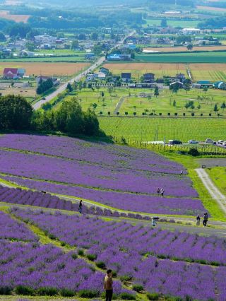 【Hokkaido - Farm Tomita (Furano)】Lavender fields carrying fragrance, gentle breezes on the hills