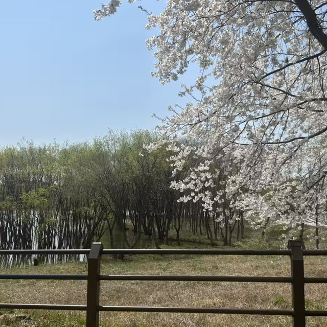 청주 벚꽃이 예쁜 오송호수공원 🌸