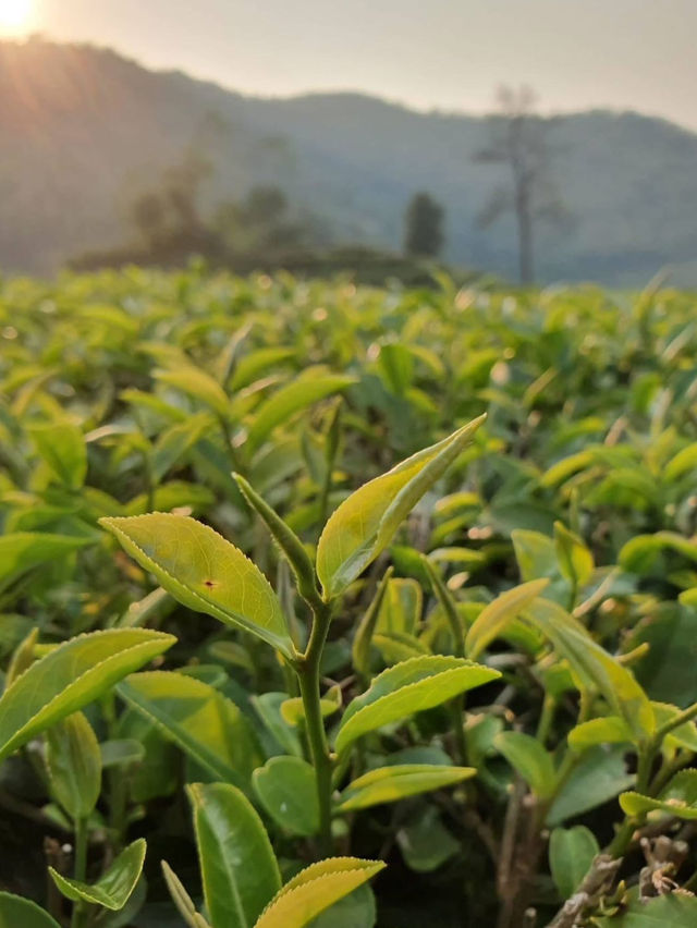 絶景 × お茶 × カフェ = 最高のフォトスポット