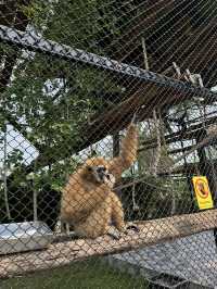 泰國大城包車一日遊 Sriayuthaya Lion Park  動物互動 