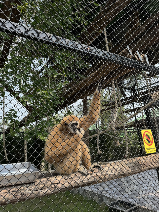 泰國大城包車一日遊 Sriayuthaya Lion Park  動物互動 
