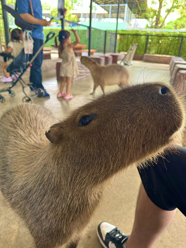 泰國大城包車一日遊 Sriayuthaya Lion Park  動物互動 