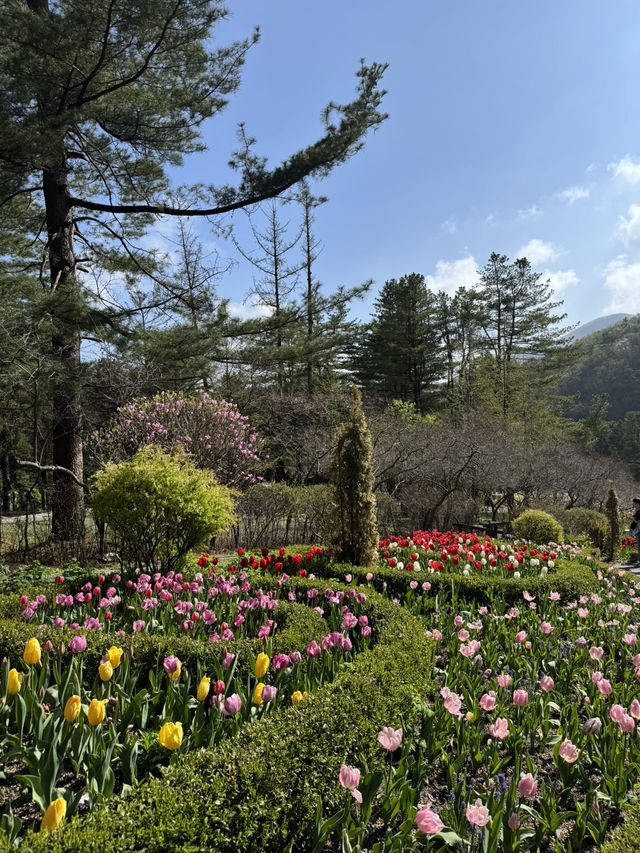 Seoul in Spring 2025 — A Moment to Remember 🌸
