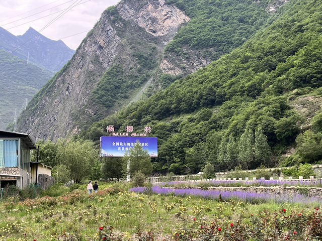   💜 Lavender Fields + Ancient Qiang Vibes at Yangliu Village
