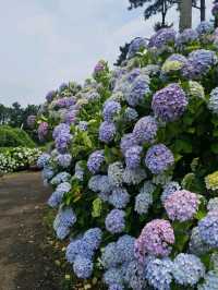 Hydrangeas Spot at the Eastern Part of Jeju