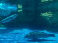 【越前松島水族館でふれあい満喫🐬】海の仲間と過ごす癒しの時間🌊✨