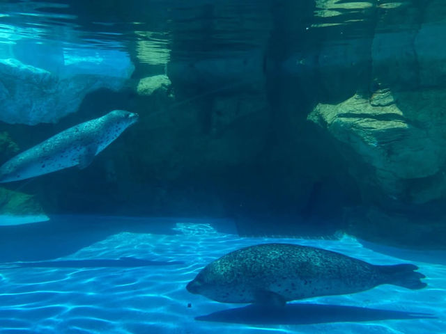 【越前松島水族館でふれあい満喫🐬】海の仲間と過ごす癒しの時間🌊✨