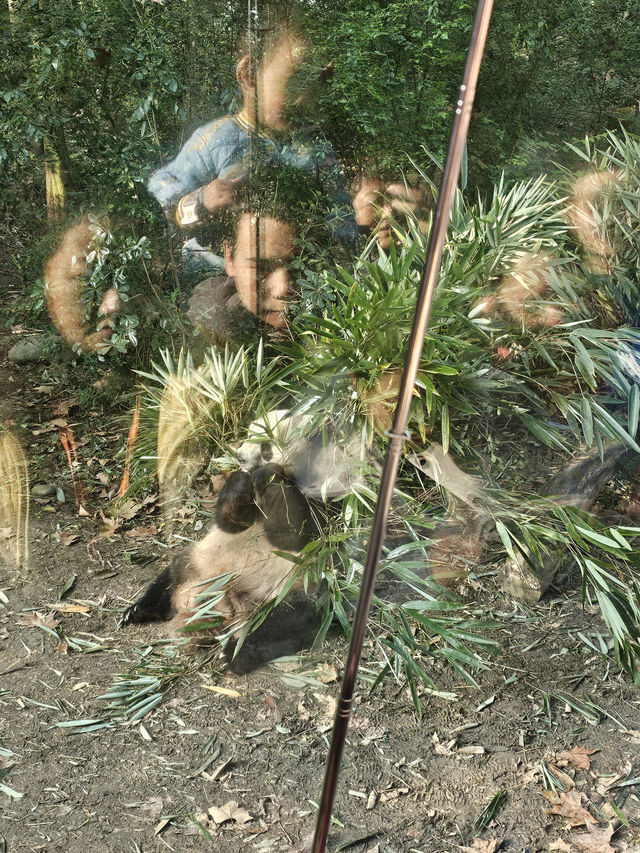 🐼 Ultimate Chengdu Giant Panda Base Adventure: Your Complete Guide to Panda Paradise! 🎋