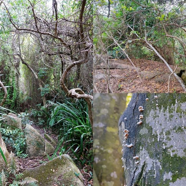 🗿港版復活島石🗿