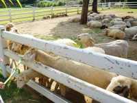 The Scenery Vintage Farm อ.สวนผึ้ง จ.ราชบุรี