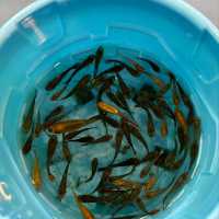 Hooked on Joy: Longkang Fishing Adventure at Nature Kindred Singapore