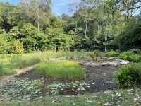 🌿 Morning Escape to Nature at Sungei Buloh Wetland Reserve 🐊🦅🌞