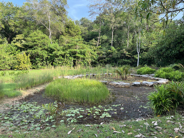 🌿 Morning Escape to Nature at Sungei Buloh Wetland Reserve 🐊🦅🌞