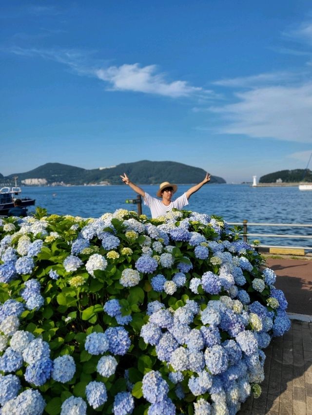 올해 거제도 수국은 여기만 봐도 대성공