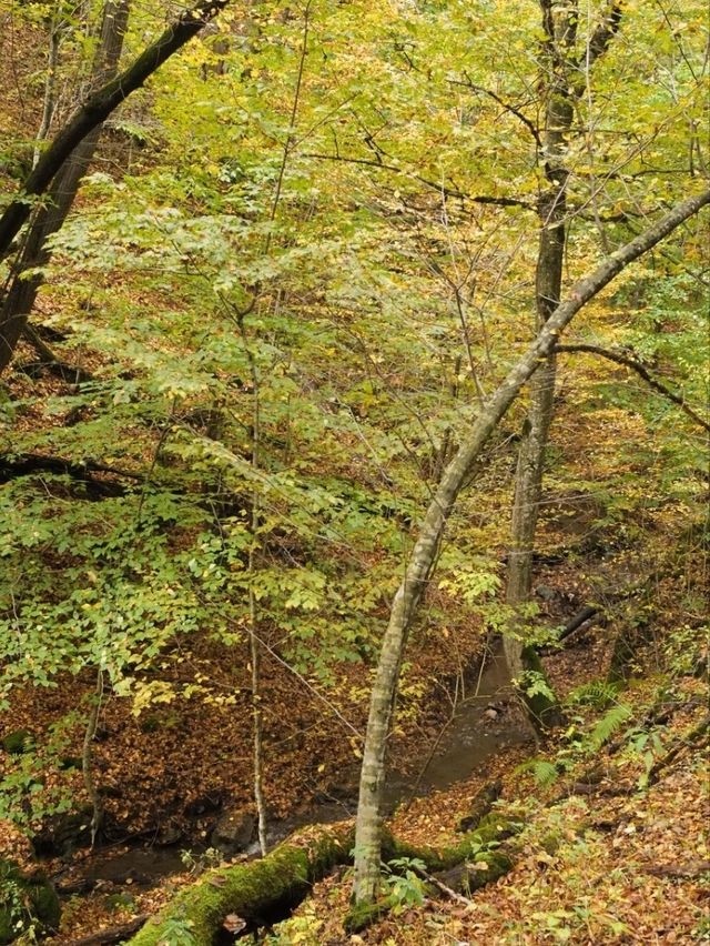 【アルメニアの小さな森の町】ディリジャン🌲