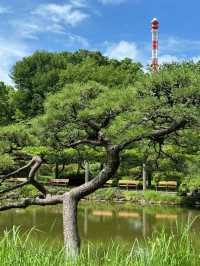～鎌倉中央公園～野性的綠意～