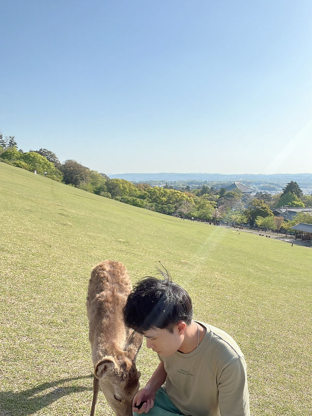 🦌⛰️✨ Quick Guide – Mount Wakakusa & Ikuta Shrine