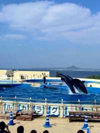 Okinawa Churaumi อควาเรียมที่ต้องมา🇯🇵🐬