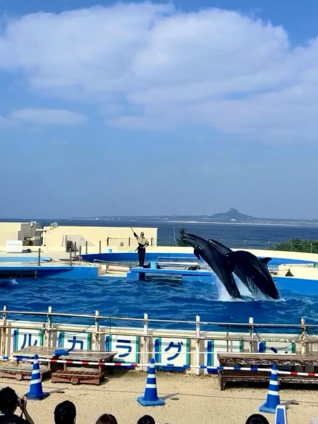 Okinawa Churaumi อควาเรียมที่ต้องมา🇯🇵🐬
