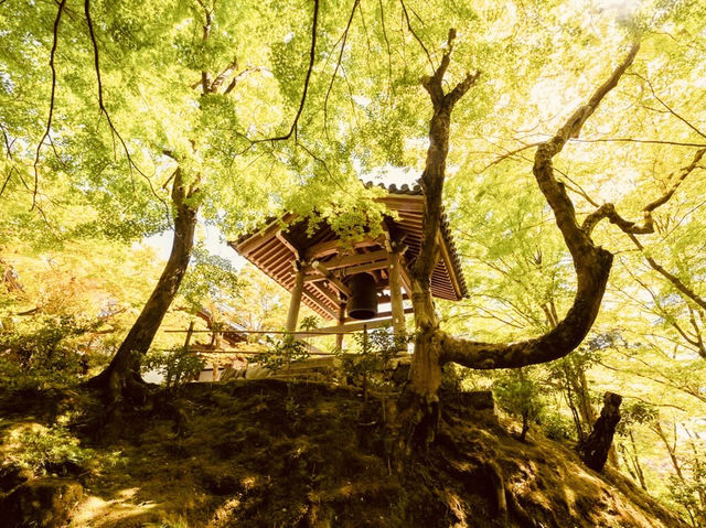 🍁 Solo Serenity: Jōjakkō-ji Temple – Kyoto’s Hidden Mossy Sanctuary