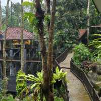 Living the Jungle Dream at Rock & Tree House Resort