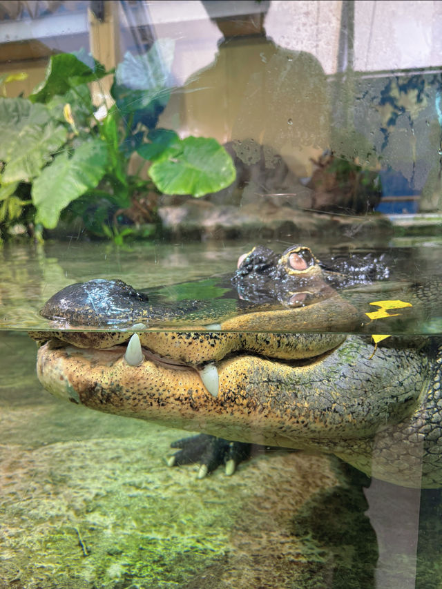 国内で唯一ラッコに会えるの水族館🦦🐚‎🫧【三重県・鳥羽】