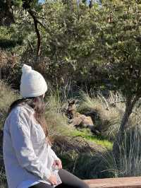 See Kangaroos 🦘 and More at Valley Lake Conservation Park