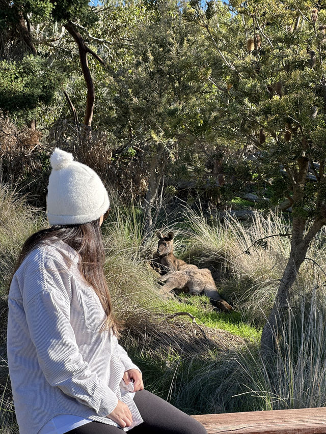 See Kangaroos 🦘 and More at Valley Lake Conservation Park