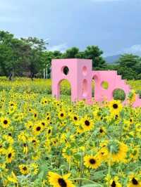 🌸 橫琴花海長廊三號驛站｜太陽花+露營