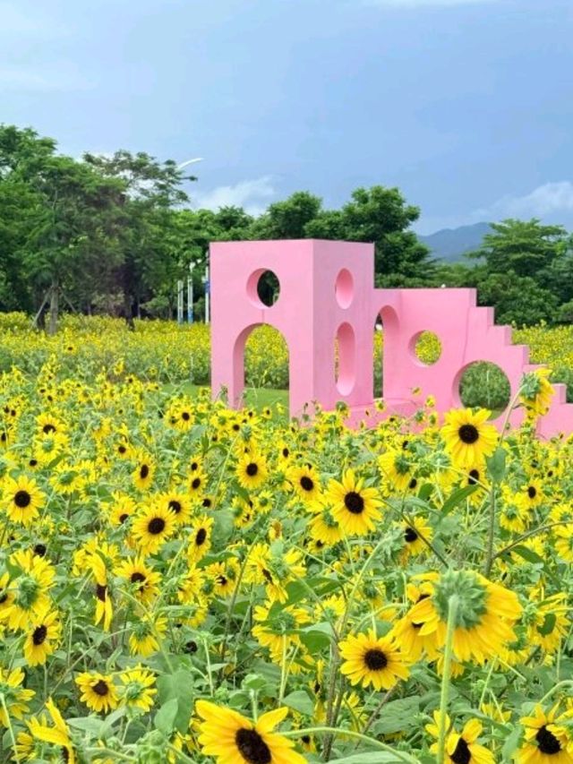 🌸 橫琴花海長廊三號驛站｜太陽花+露營
