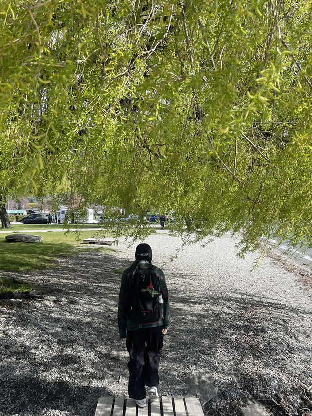 全世界最寂寞的樹，美得讓人不說話🌳📸｜紐西蘭瓦納卡湖 That Wanaka Tree