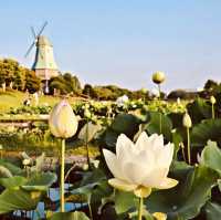 Kasumigaura Park: A Lakeside Oasis of Blooms & Serenity – A Solo Traveler’s Retreat"** 🌸🌊