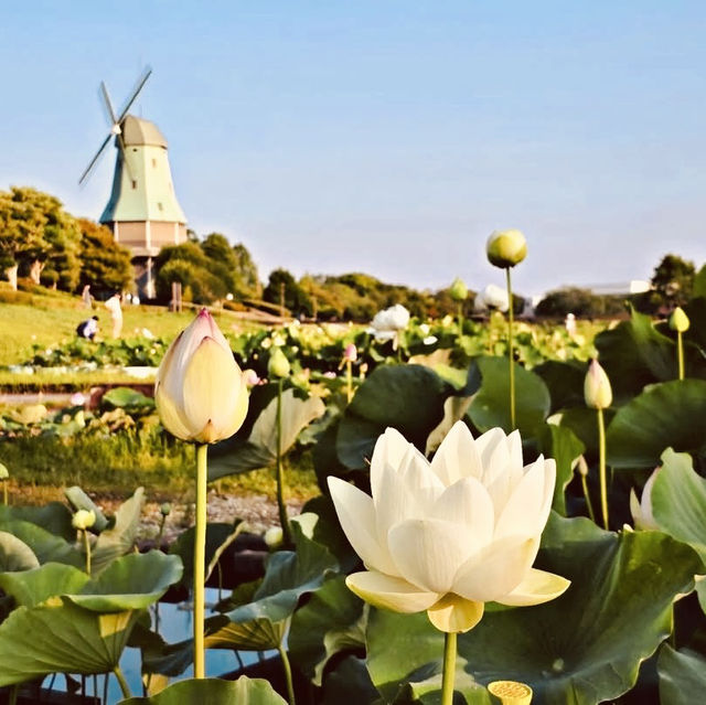 Kasumigaura Park: A Lakeside Oasis of Blooms & Serenity – A Solo Traveler’s Retreat"** 🌸🌊