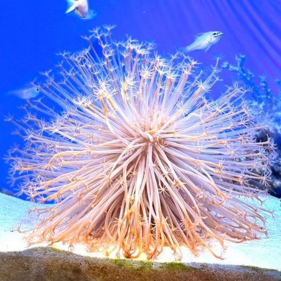 Churaumi Aquarium: A Solo Diver’s Odyssey into Okinawa’s Blue Abyss"** 🐋🌊
