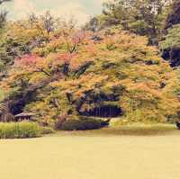 Rikugien Garden: A Solo Traveler’s 300-Year-Old Paradise in Central Tokyo"** 🌸🏯  