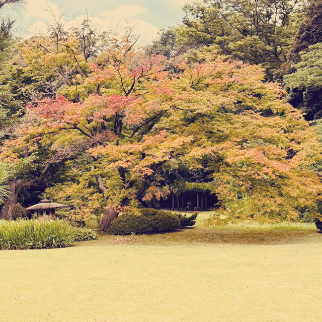 Rikugien Garden: A Solo Traveler’s 300-Year-Old Paradise in Central Tokyo"** 🌸🏯  