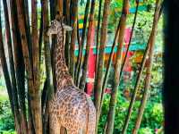 Chimelong Safari Park, Guangzhou: Asia’s Ultimate Wildlife Adventure 