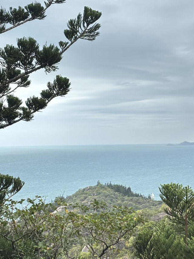 Finding koala on a cloudy day at magnetic island 🐨