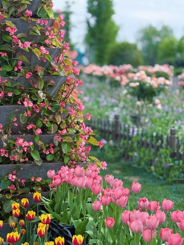 Yancheng Weekend Getaway | Dreamy Holland Flower Sea
