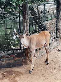 Saigon Zoo