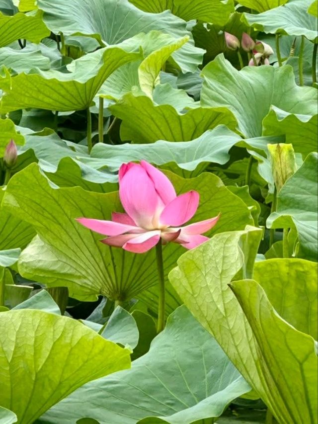 “Lotus Jewel of Kunming: Cuihu’s Summer Serenity”