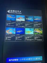 【茨城】日本一のサメ！