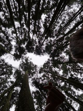 Beautiful Alishan Forest Day Tour