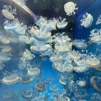  🌊 SEA Aquarium Singapore – Dive Into the Deep Blue 🐠🐟