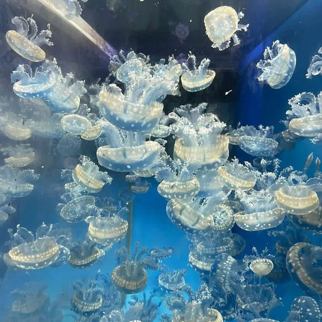  🌊 SEA Aquarium Singapore – Dive Into the Deep Blue 🐠🐟
